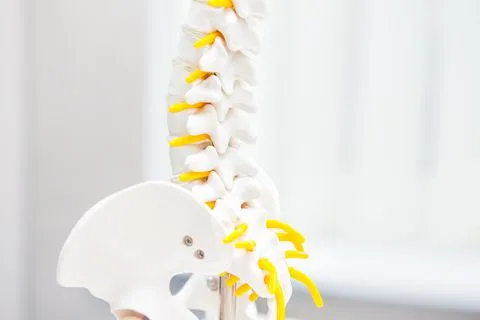 Anatomical spine model used during chiropractic visits.